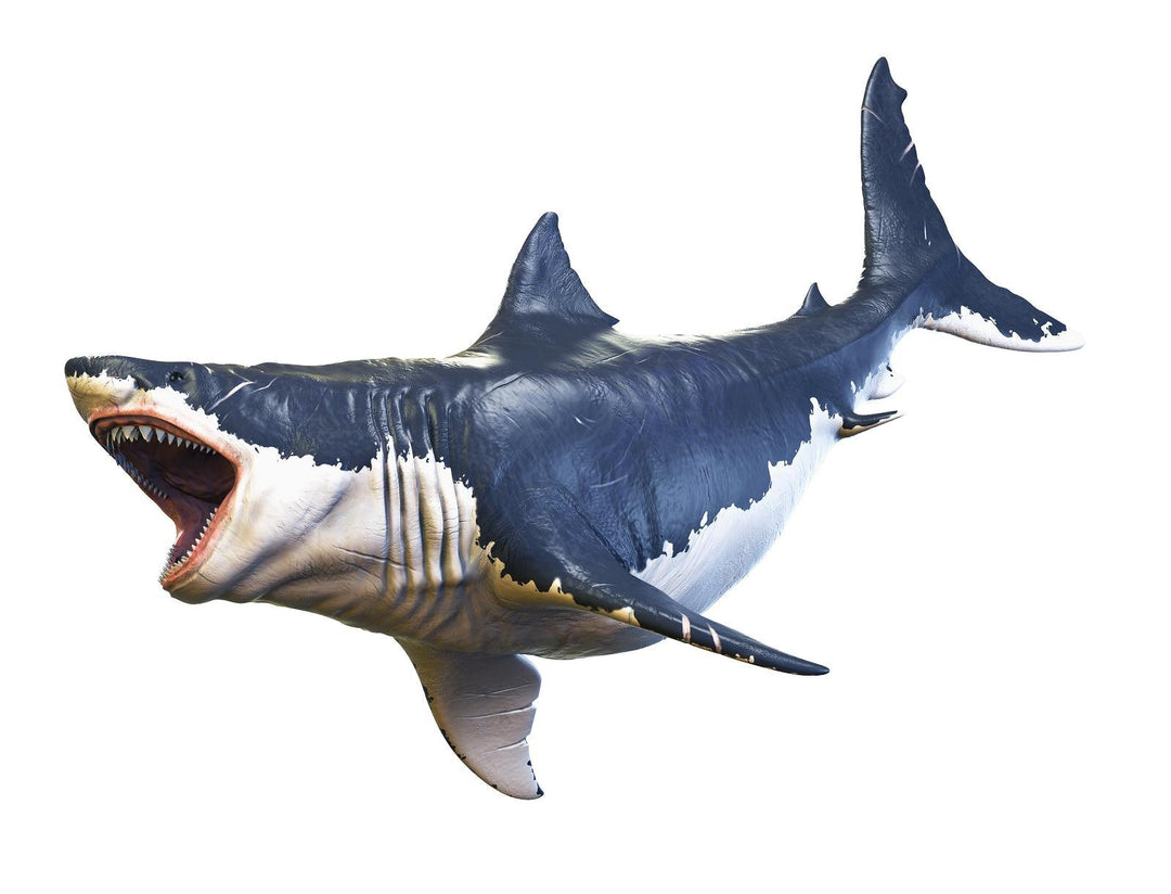 Megalodon Shark #2 Wall Decal Sticker Ocean Under The Sea Kids Room Decor Boys Bedroom Birthday Gift Man Cave Decor Prehistoric Extinct
