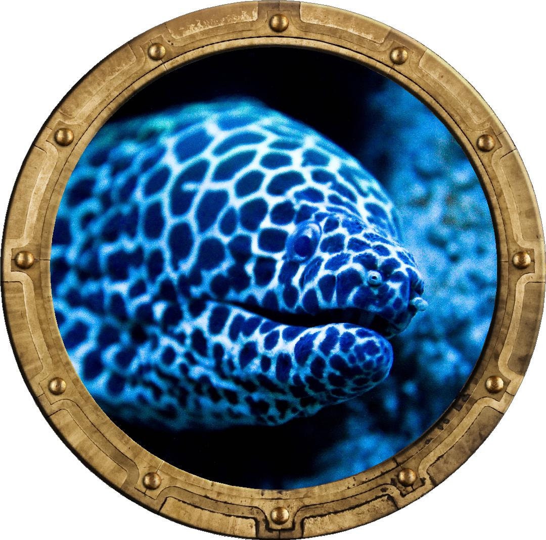 PortScape Electric Eel 1 | Ocean Porthole Window Wall Decal