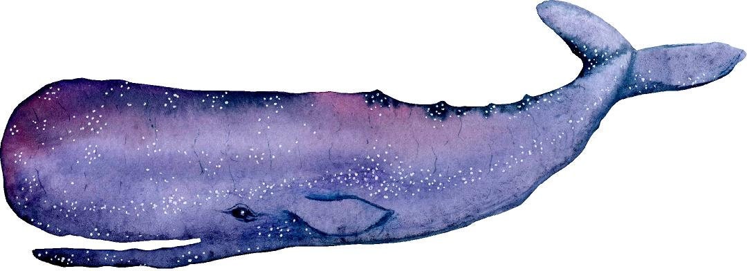 Watercolor Galaxy Sperm Whale Wall Decal