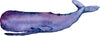 Watercolor Galaxy Sperm Whale Wall Decal
